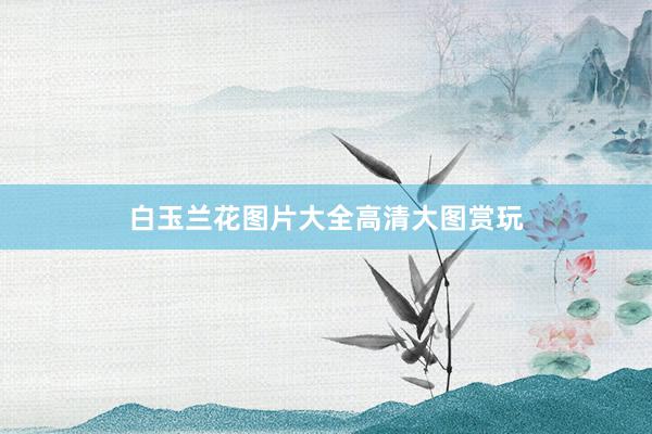 白玉兰花图片大全高清大图赏玩